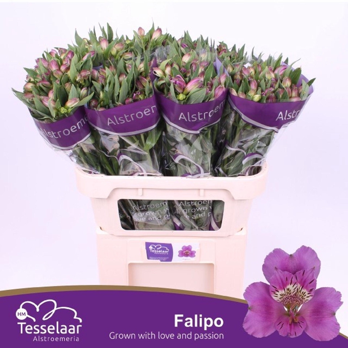 <h4>Alstr Falipo</h4>