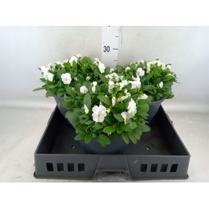 Viola corn. 'Evo Mini White'