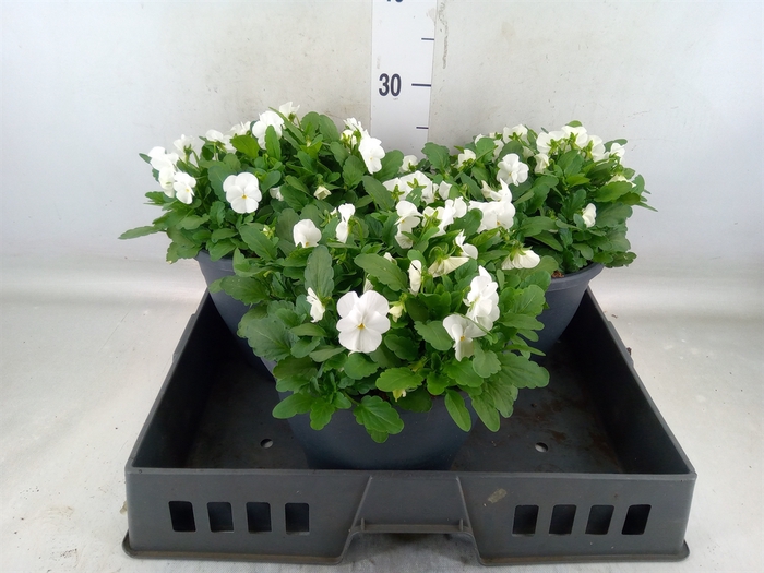 <h4>Viola corn. 'Evo Mini White'</h4>