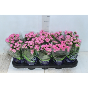 KALANCHOE DOBRADO P11 ROSA