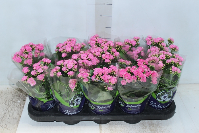 <h4>KALANCHOE DOBRADO P11 ROSA</h4>