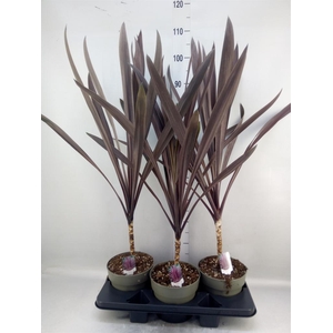 Cordyline austr. 'Red Star'