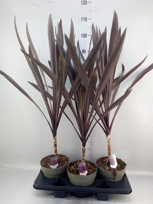 <h4>Cordyline austr. 'Red Star'</h4>