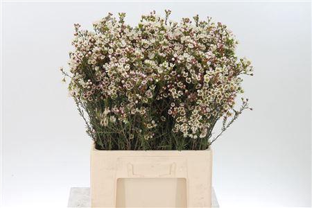 <h4>Chamelauc White Tal</h4>