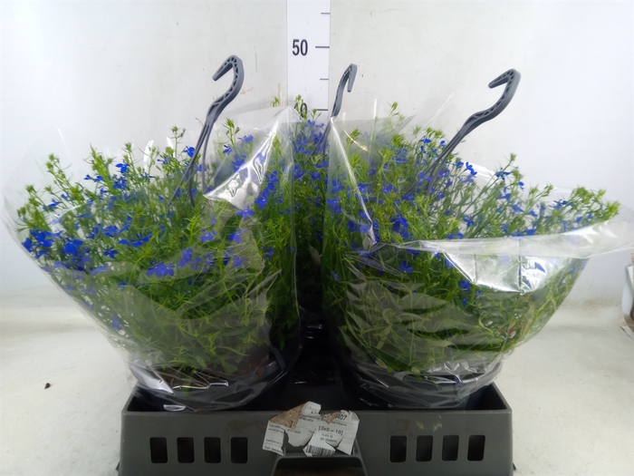 <h4>Lobelia  'Curacao Dark Blue'</h4>