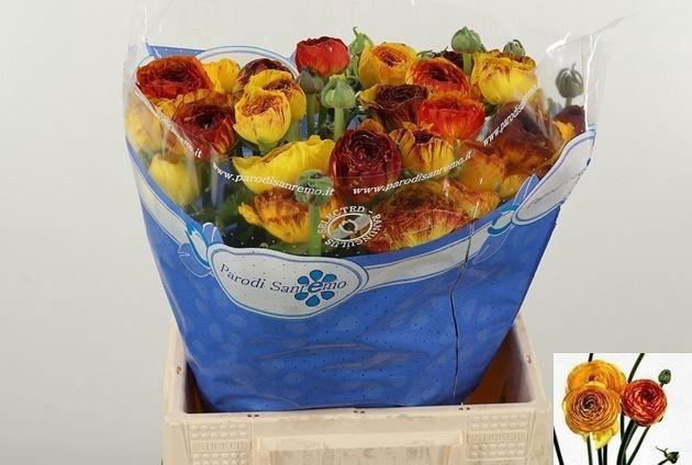 <h4>RAN SU ELIOS</h4>