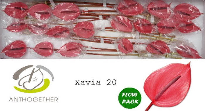 <h4>Anth A Xavia 9 cm X20 Flow Pack Oosterzon</h4>