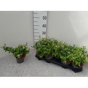 EUONYMUS FO HARLEQUI