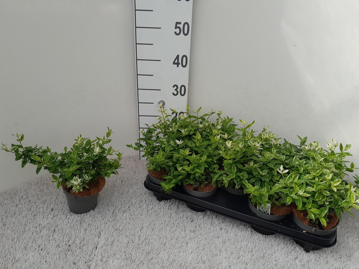 <h4>EUONYMUS FO HARLEQUI</h4>