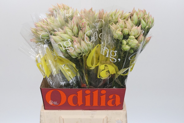 <h4>Blushing Bride Ayoba Ice Star</h4>