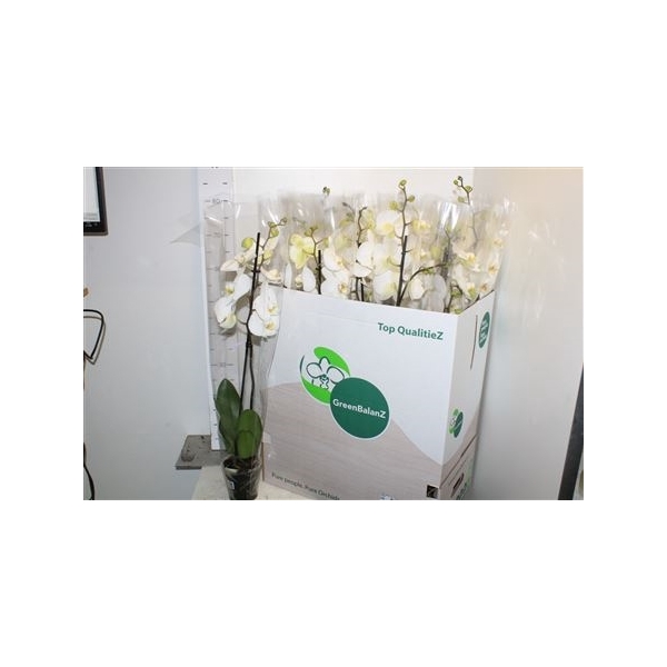 <h4>Phal White 1 Branche 10+20% Vertakt</h4>