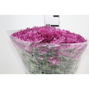 CRISANTEMO DARK SPLEND REAGAN 080 CM
