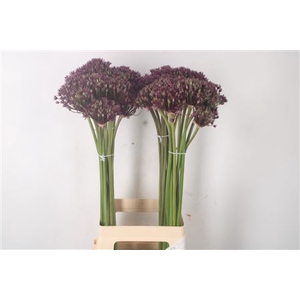 Allium Miami