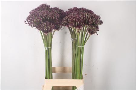 <h4>Allium Miami</h4>