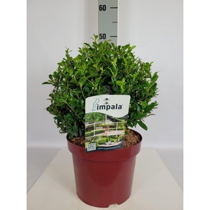 Ilex max. Impala® Ball (Kugel) C5 20-25