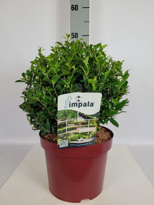 <h4>Ilex max. Impala® Ball (Kugel) C5 20-25</h4>