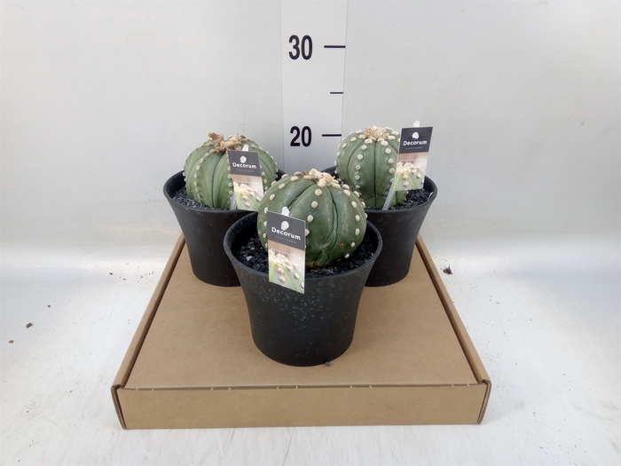 <h4>Cactus   ...</h4>