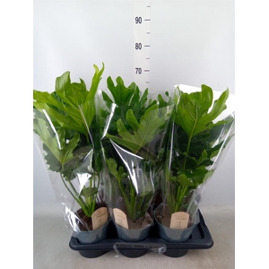 Philodendron bipinn. 'Little Hope'