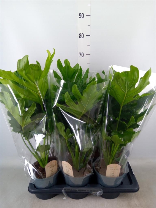 <h4>Philodendron bipinn. 'Little Hope'</h4>