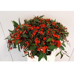 EUPH F T RED SURPRIS