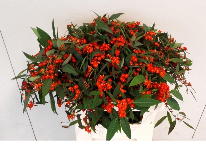 <h4>EUPH F T RED SURPRIS</h4>