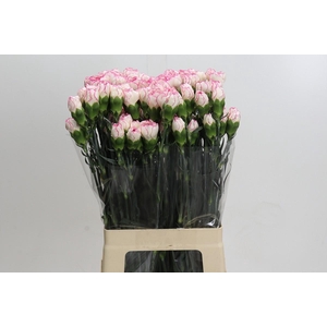 Dianthus St Little Angel