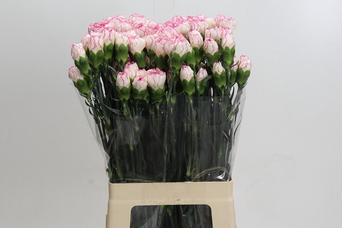 <h4>Dianthus St Little Angel</h4>