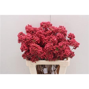 Bessen Red