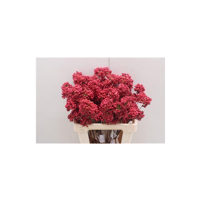 <h4>Bessen Red</h4>