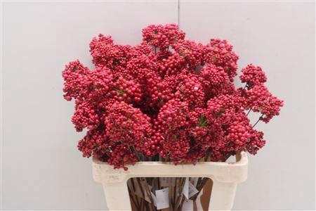 <h4>Bessen Red</h4>