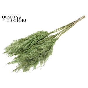 Pampas Grass 70cm 10st/bunch Light Green