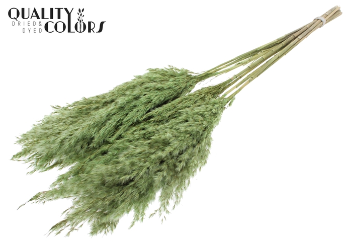 <h4>Pampas Grass 70cm 10st/bunch Light Green</h4>