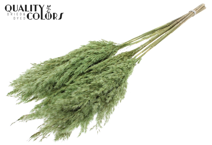 <h4>Pampas Grass 70cm 10st/bunch Light Green</h4>