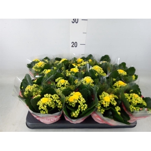 Kalanchoe blos. 'Calandiva Nolin'