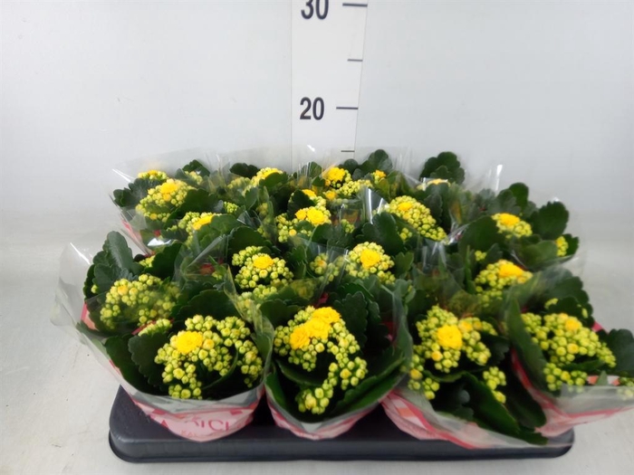 <h4>Kalanchoe blos. 'Calandiva Nolin'</h4>
