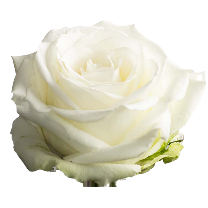 <h4>R GR AVALANCHE</h4>