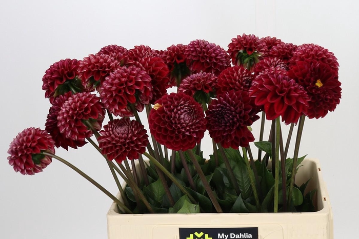 <h4>Dahlia Cornel</h4>