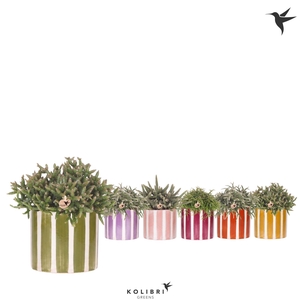 Kolibri Greens Rhipsalis mix in Painted Stripe pot mix
