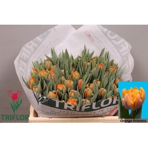 TU DU ORANGE PRINCES