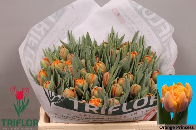 <h4>TU DU ORANGE PRINCES</h4>