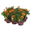 Osteospermum Orange Flare Decorum