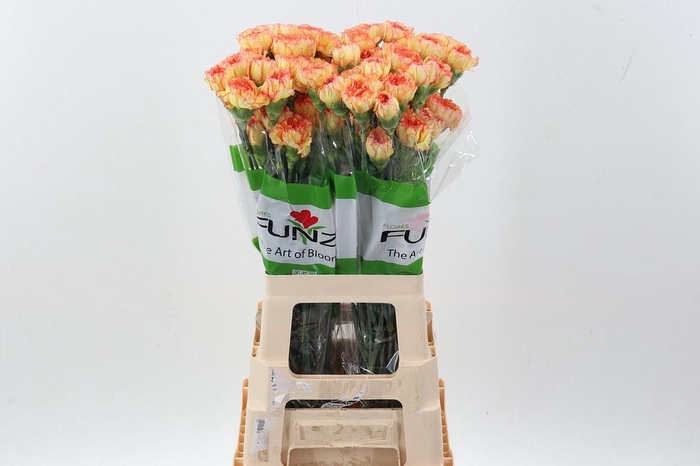 <h4>Di St Boiro</h4>