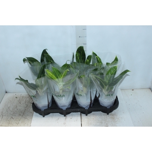 AGLAONEMA QUEEN P12