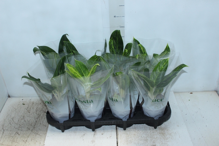 <h4>AGLAONEMA QUEEN P12</h4>