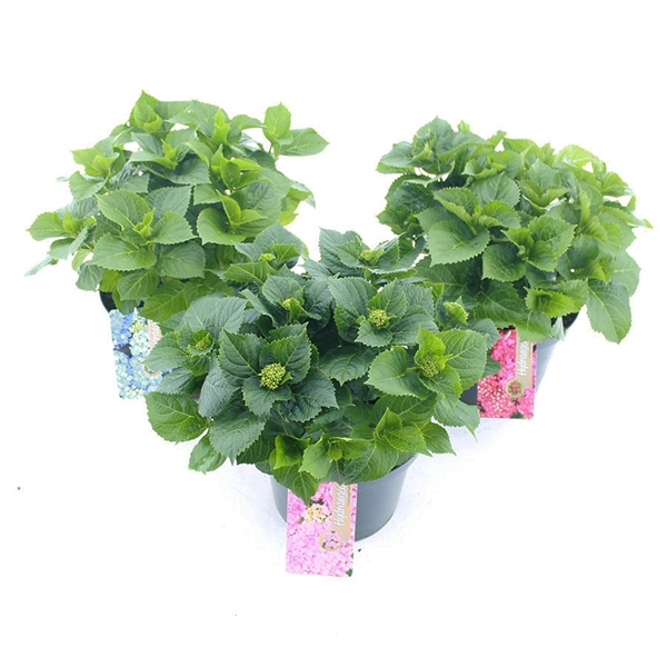 <h4>Hydrangea macr. MIX C5 (23cm.) Kn.</h4>