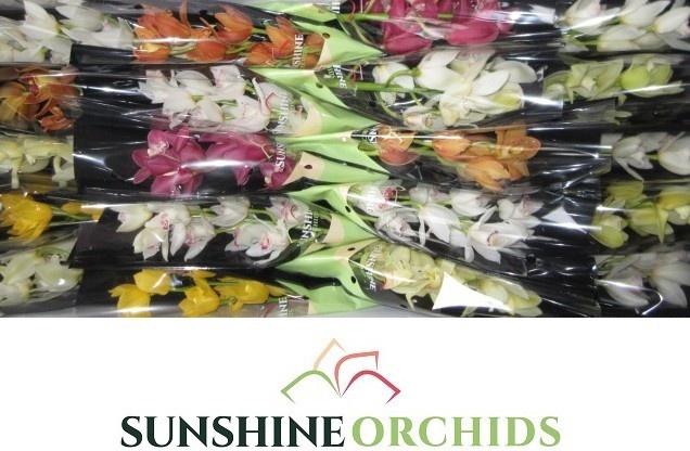 <h4>CYMB MI GEM</h4>