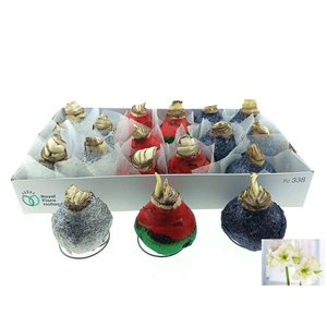 BLOEMBOL HIPPEASTRUM