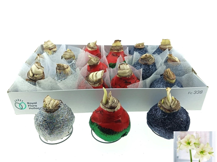 <h4>BLOEMBOL HIPPEASTRUM</h4>