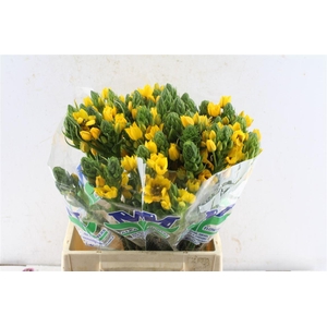 Ornithogalum Db Yellow Asa