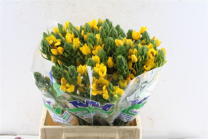 <h4>Ornithogalum Db Yellow Asa</h4>